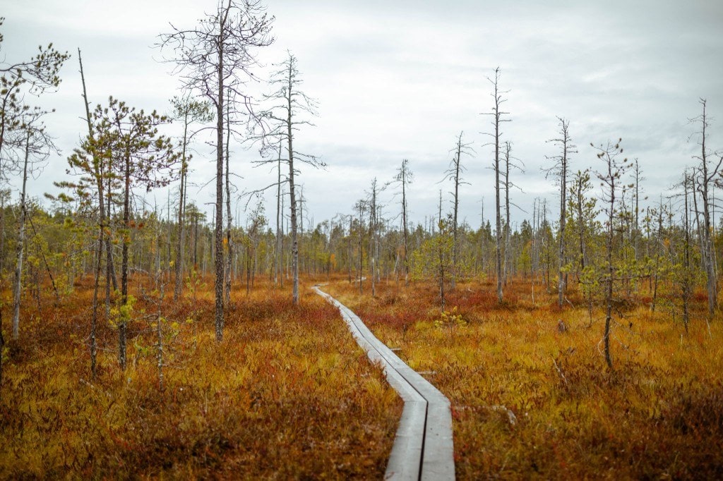 A wooden boardwalk crossing a copper-red bog in autumn