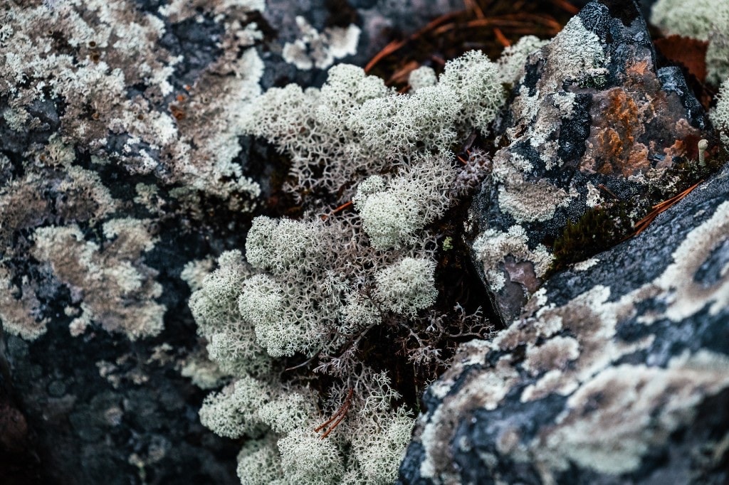 Reindeer lichen growing on fell stone