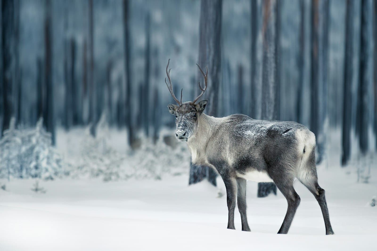 Rovaniemi