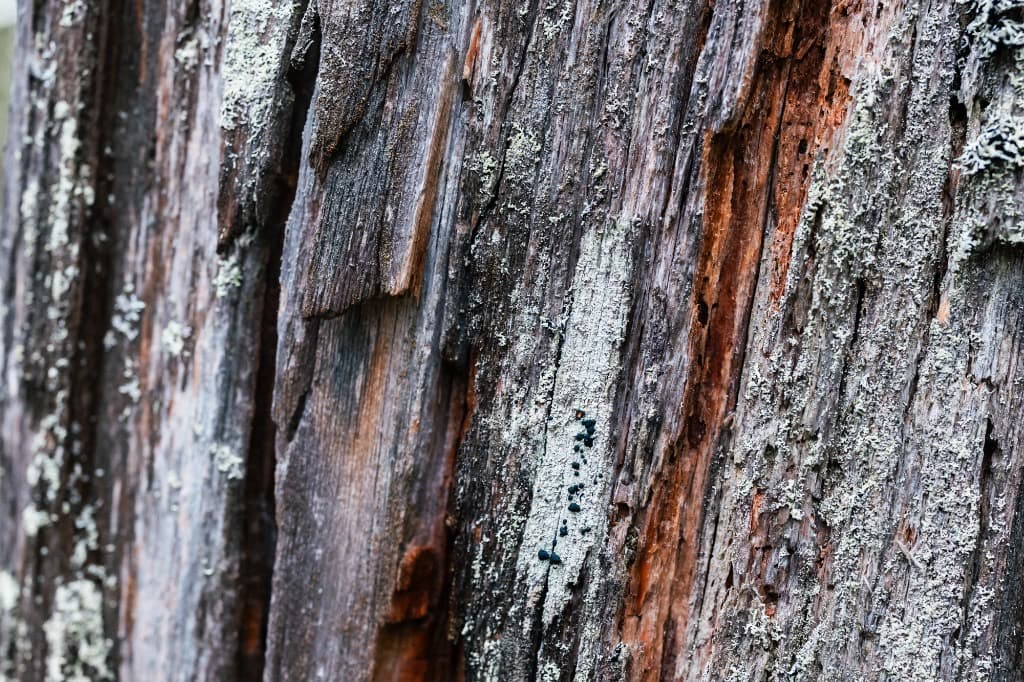 Weathered pine bark in the Arctic forest