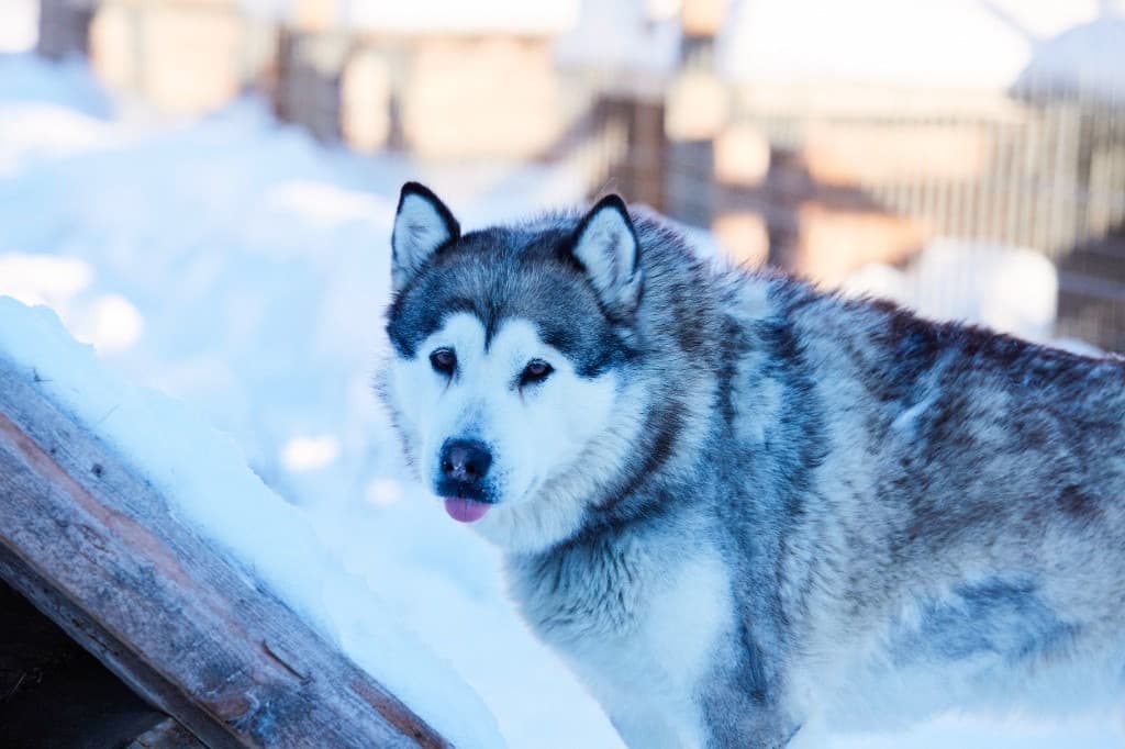 Alaskan malamute in the spring snow of Lapland