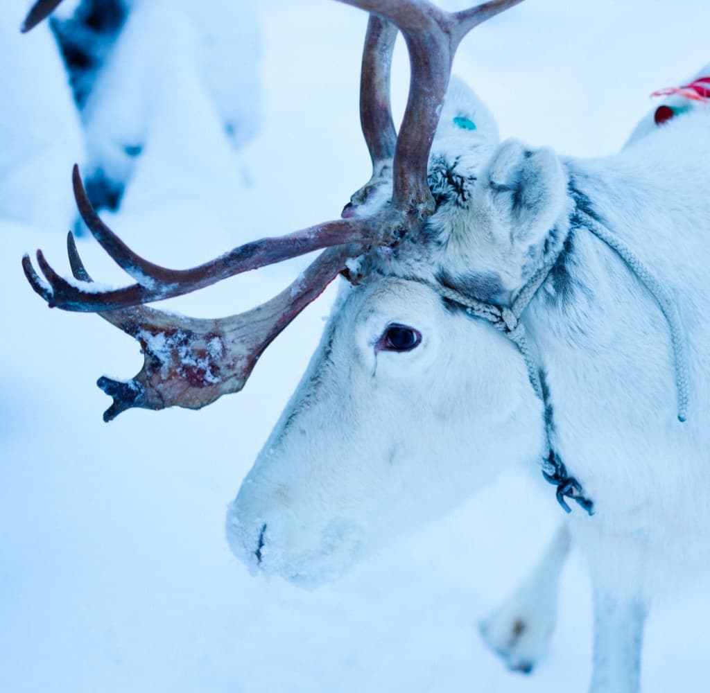 White reindeer in deep snow