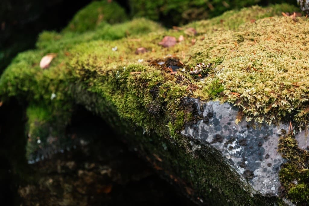 Moss and lichen on Arctic stone